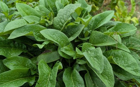 herb category